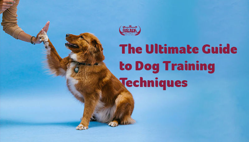 The Ultimate Guide to Dog Training Techniques